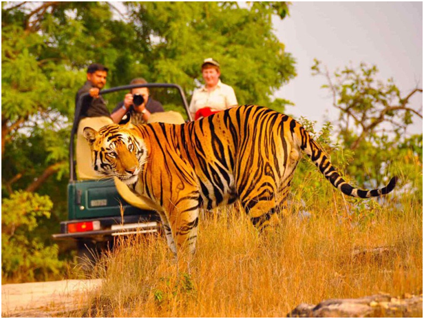 Kumbhalgarh-Todgarh Raoli Sanctuary