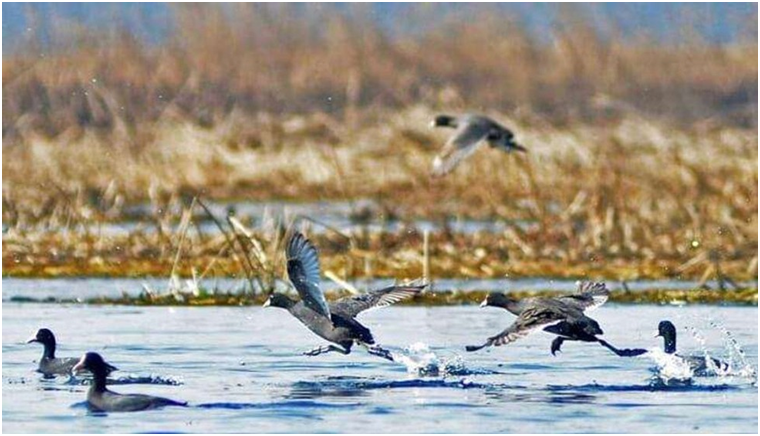 Hokersar Wetland