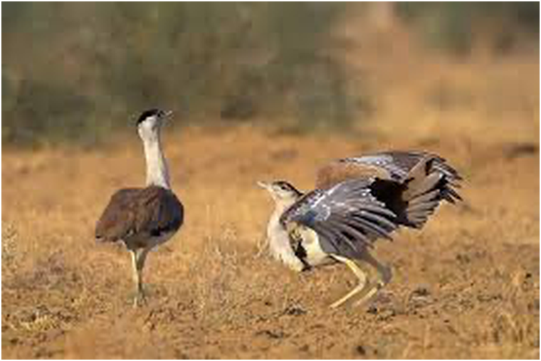 Great Indian Bustard