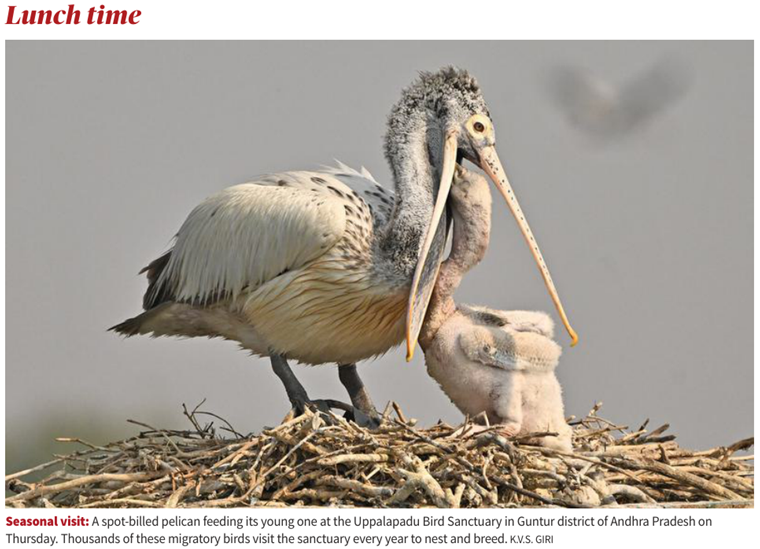 Spot-billed pelican