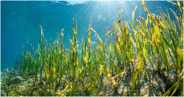 Seagrass